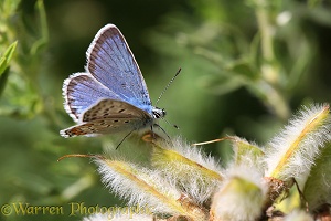 Blue Argus Butterfly
