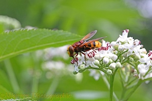 Hornet Hoverfly feeding on Dwarf Elder