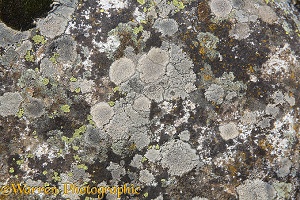 Lichen pattern on a limestone boulder