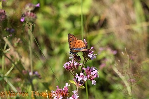 Purple-shot Copper Butterfly