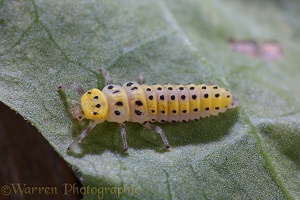 Twenty-two spot Ladybird larva