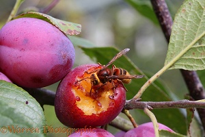 Hornet worker feeding on Victoria plum
