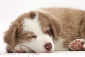 Cute lilac Border Collie puppy, 7 weeks old, sleeping
