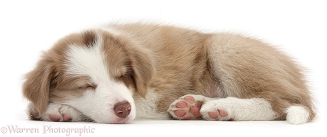 Cute lilac Border Collie puppy, 7 weeks old, sleeping
