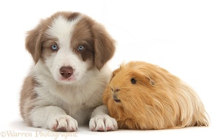 Cute lilac Border Collie puppy and Guinea pig