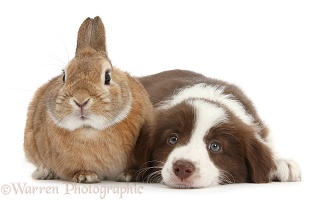 Chocolate Border Collie pup and rabbit