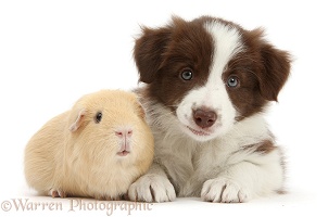 Cute chocolate Border Collie puppy and Guinea pig