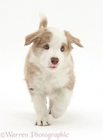Cute lilac Border Collie puppy, 7 weeks old, trotting