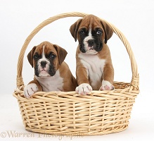 Two Boxer puppies in a wicker basket