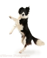 Black-and-white Border Collie bitch dancing
