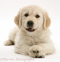 Smiley Golden Retriever pup lying, head up, paws crossed