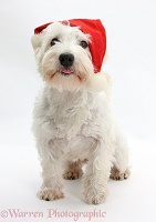 Westie wearing a Santa hat