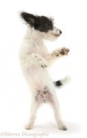 Jack-a-poo dog pup dancing