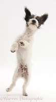 Jack-a-poo dog pup dancing