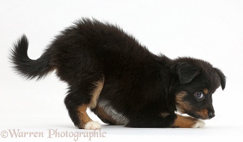 Mini American Shepherd puppy in play-bow