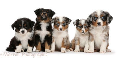 Five Mini American Shepherd puppies