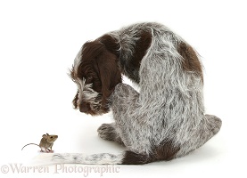 Spinone pup and mouse