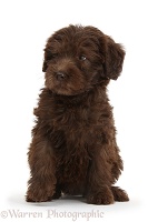 Chocolate Labradoodle puppy looking to side