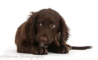 Chocolate Cocker Spaniel puppy looking to side