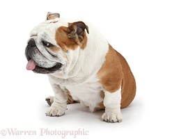 Bulldog with tongue out and turning to side
