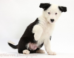 Black-and-white Border Collie puppy raising paw
