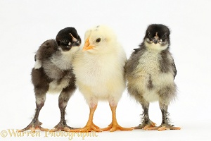 Three chicks standing together