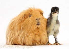 Ginger Guinea pig and chick