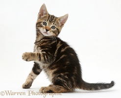 Tabby kitten holding out paw