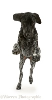 Brindle black pointer puppy jumping