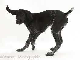Mostly black pointer puppy turning in play