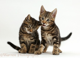Tabby kitten biting his brother's ear