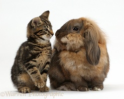 Tabby kitten and rabbit