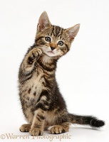 Tabby kitten waving