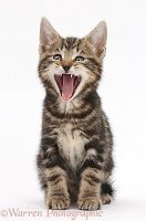 Tabby kitten yawning