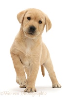 Cute Yellow Labrador puppy standing with raised paw
