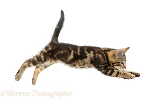 Tabby kitten jumping across