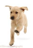 Cute Yellow Labrador puppy running