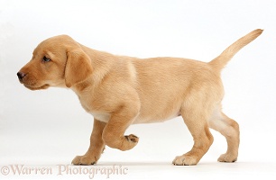 Cute Yellow Labrador puppy walking
