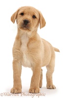 Cute Yellow Labrador puppy standing