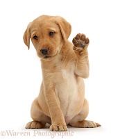 Cute Yellow Labrador puppy waving