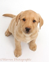 Cute Yellow Labrador puppy