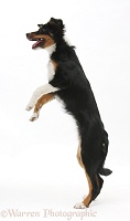 Tricolour Mini American Shepherd in jumping