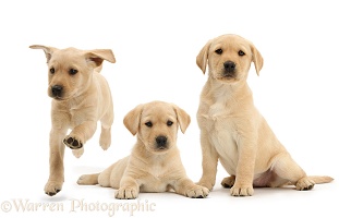 Three yellow Labrador pups