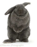 Blue grey lop rabbit standing up in a comical fashion
