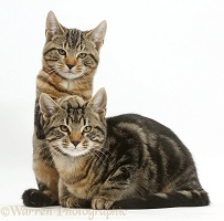 Tabby cats relaxing together