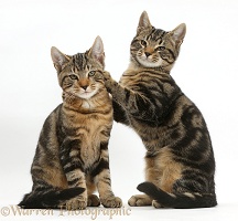 Tabby cats together, one with paws up on the other