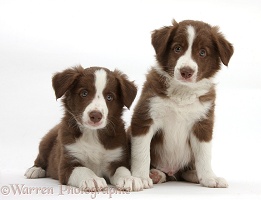 Two cute chocolate Border Collie puppies