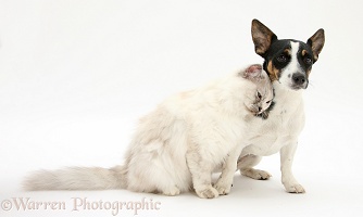 Birman cat friendly with Jack Russell