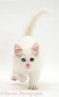 White kitten walking