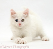 White kitten crouching
